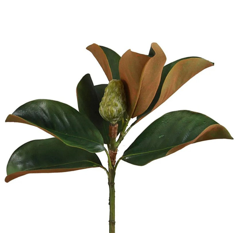 Magnolia Bud 60cm Green