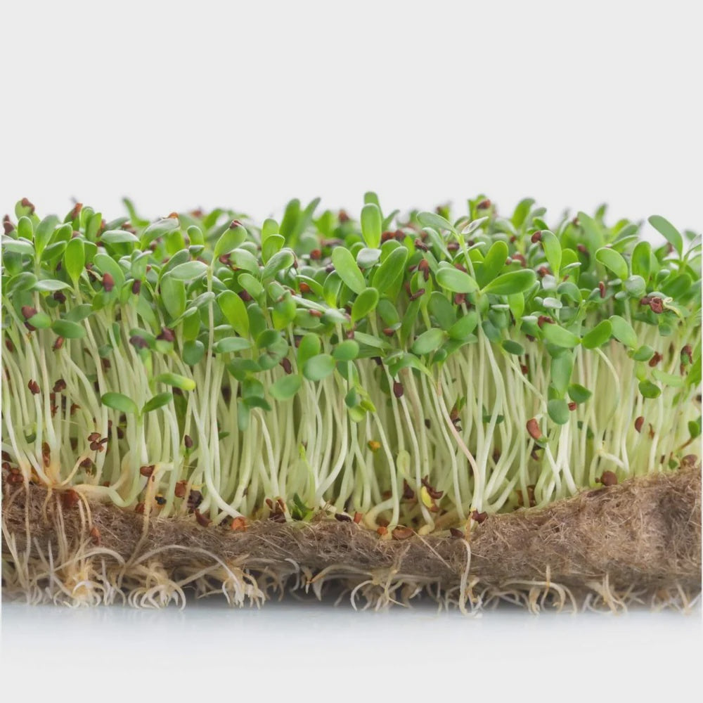 Alfalfa Sprouts 125g (punnet)