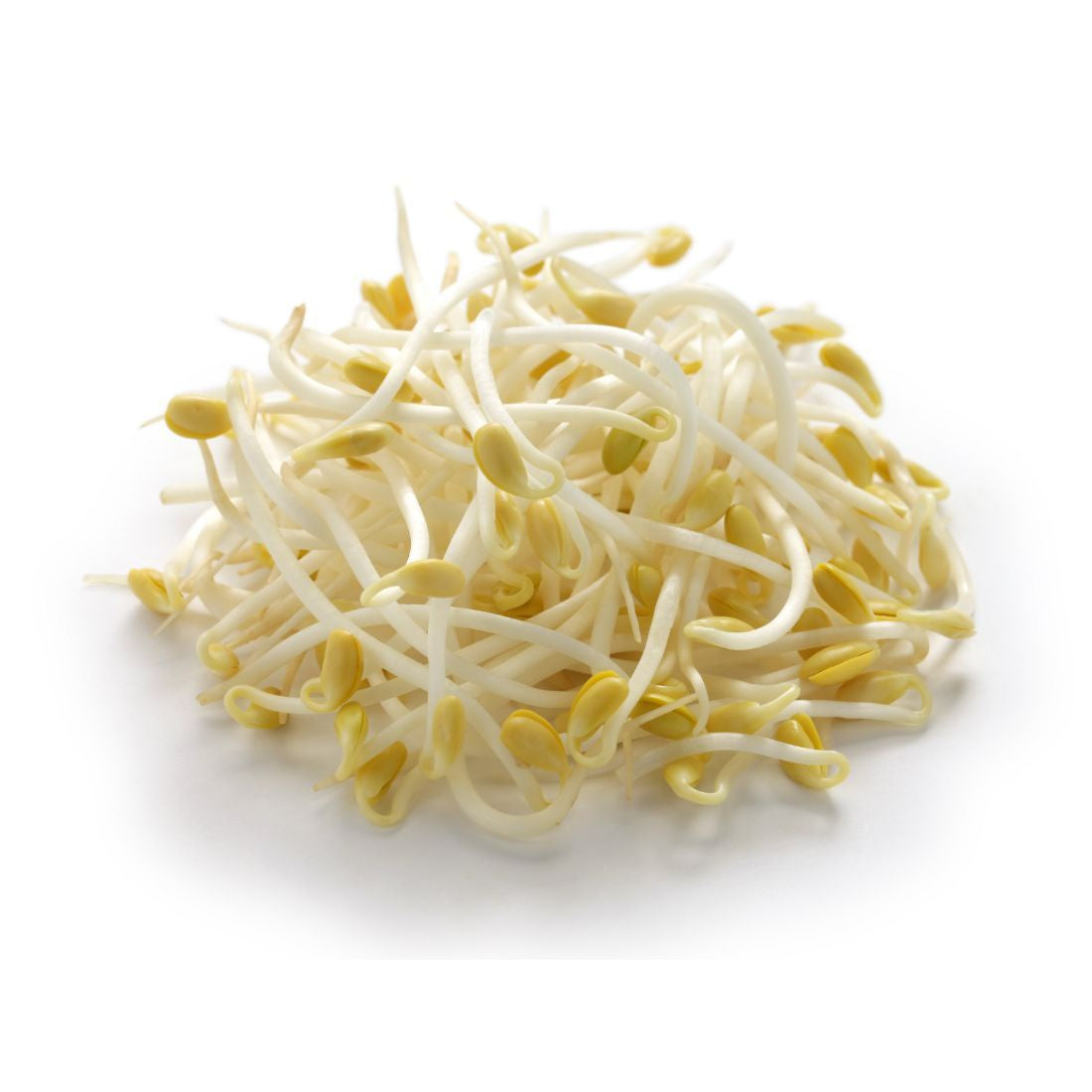 Bean Sprout Shoots 250g (punnet)