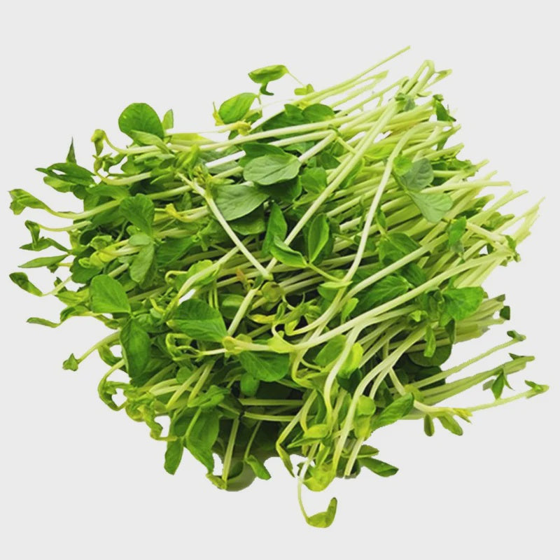 Snow Pea Sprouts